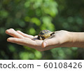 Little turtle on the palm of girl 60108426