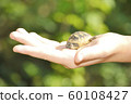 Little turtle on the palm of girl 60108427