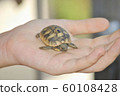 Little turtle on the palm of girl 60108428