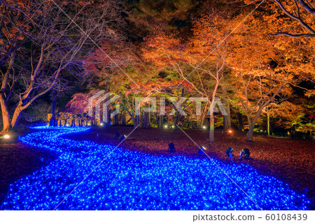 National Musashi Hills Forest Park Autumn Leaves Night 2019 ~ Light Up & Illumination ~ 60108439