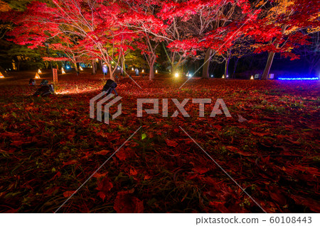 National Musashi Hills Forest Park Autumn Leaves Night 2019 ~ Light Up & Illumination ~ 60108443