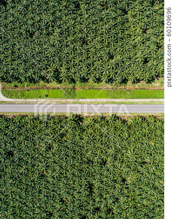 Aerial view of a road inside endless palm tree plantation in Costa Rica Central America produces palm oil Aerial view of a road inside endless palm tree plantation in Costa Rica Central America produces palm oil 60109696