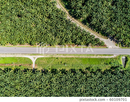 Aerial view of a road inside endless palm tree plantation in Costa Rica Central America produces palm oil Aerial view of a road inside endless palm tree plantation in Costa Rica Central America produces palm oil 60109701