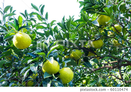 甜蜜的夏天樹 甜蜜的夏天樹 60110474