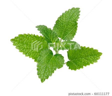 Fresh lemon balm or melissa isolated 60111177