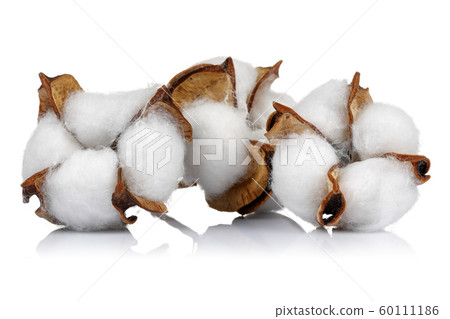 Cotton boll isolated on white background 60111186
