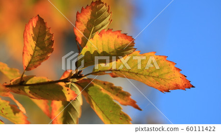 Mita in autumn Mita in autumn 60111422