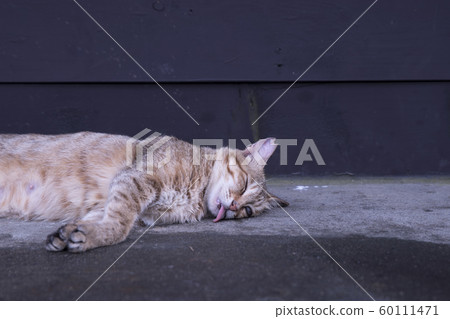 猴硐貓村 猴硐貓村 60111471