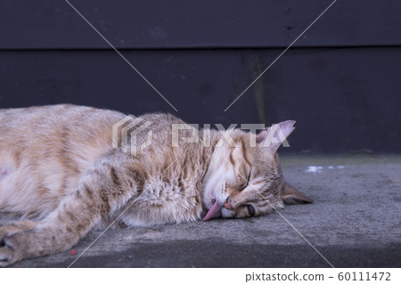 猴硐貓村 猴硐貓村 60111472