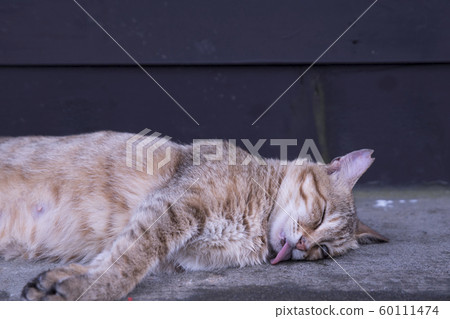 猴硐貓村 猴硐貓村 60111474