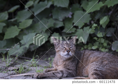 猴硐貓村 猴硐貓村 60111478