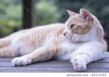 猴硐貓村 60111487