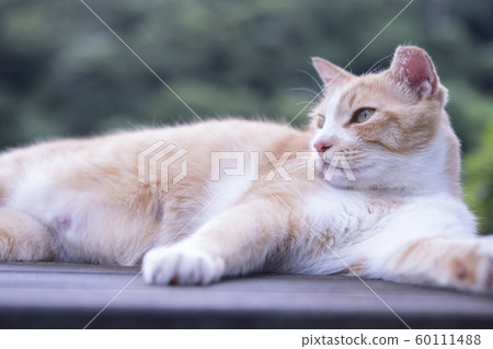 猴硐貓村 猴硐貓村 60111488
