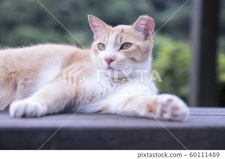 猴硐貓村 60111489