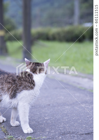 猴硐貓村 猴硐貓村 60111515