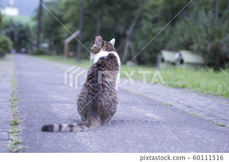 猴硐貓村 猴硐貓村 60111516