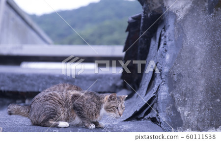 猴硐貓村 猴硐貓村 60111538