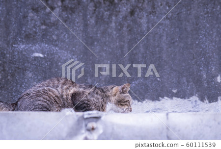 猴硐貓村 60111539