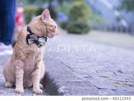 猴硐貓村 猴硐貓村 60111543