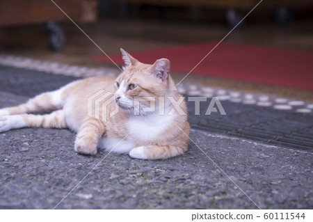 猴硐貓村 猴硐貓村 60111544