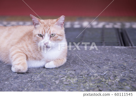 猴硐貓村 猴硐貓村 60111545