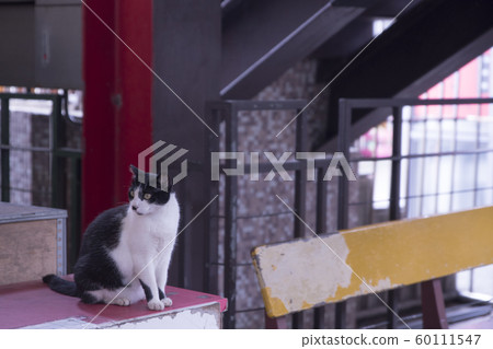 猴硐貓村 猴硐貓村 60111547