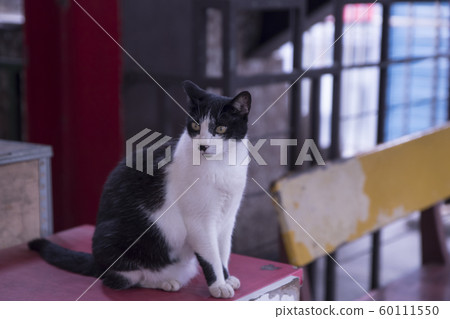 猴硐貓村 猴硐貓村 60111550