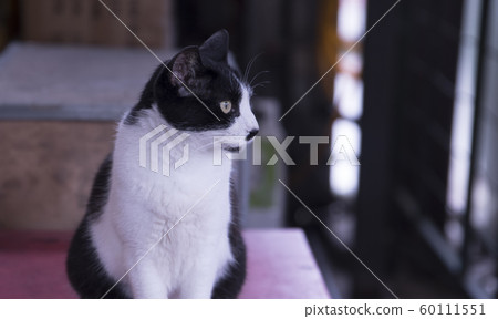 猴硐貓村 猴硐貓村 60111551