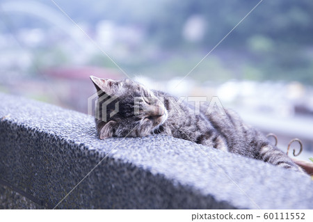 猴硐貓村 猴硐貓村 60111552