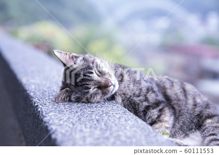 猴硐貓村 60111553