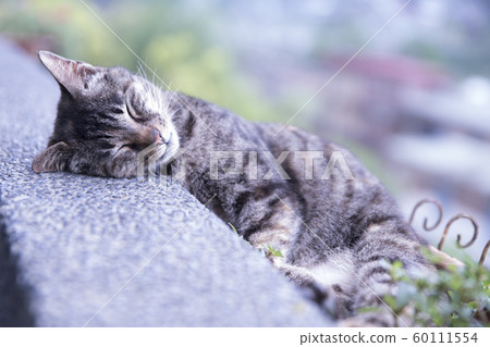 猴硐貓村 猴硐貓村 60111554