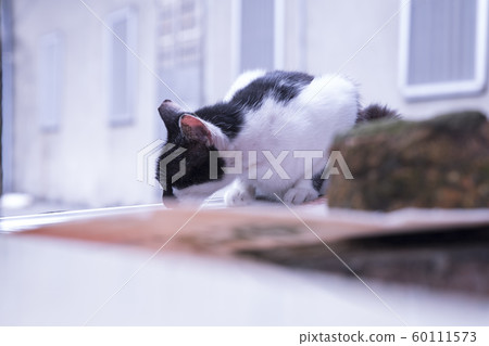 Monkey Cat Village 60111573