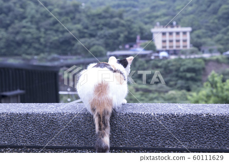 猴硐貓村 60111629
