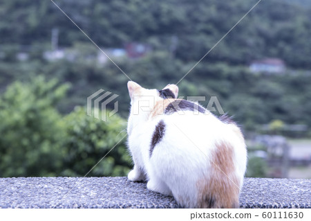 猴硐貓村 猴硐貓村 60111630