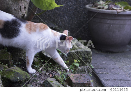 猴硐貓村 猴硐貓村 60111635