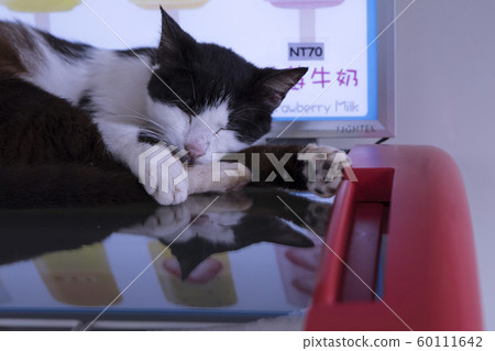 Monkey Cat Village Monkey Cat Village 60111642