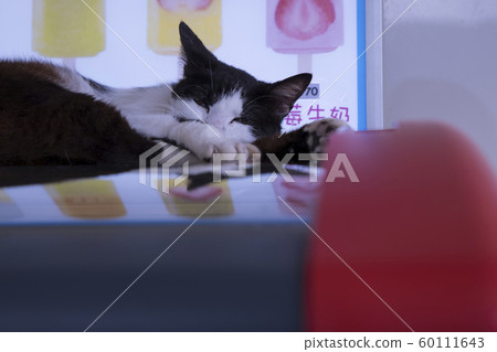 猴硐貓村 60111643