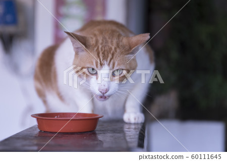 猴硐貓村 60111645