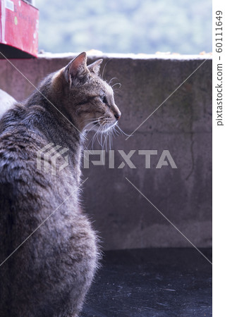猴硐貓村 猴硐貓村 60111649