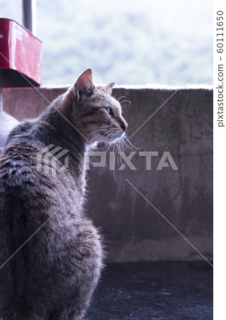 猴硐貓村 猴硐貓村 60111650