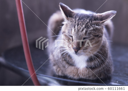 Monkey Cat Village Monkey Cat Village 60111661