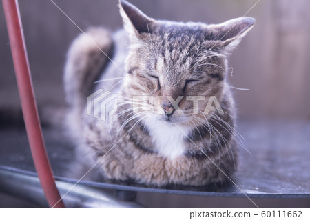 Monkey Cat Village 60111662