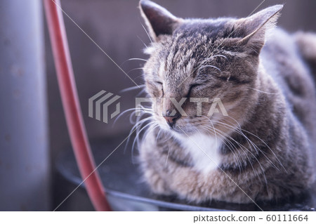 Monkey Cat Village 60111664