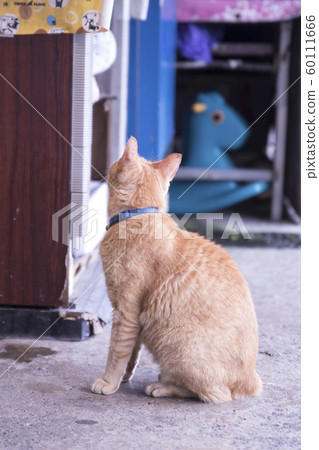 Monkey Cat Village 60111666