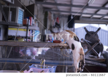 Monkey Cat Village 60111667