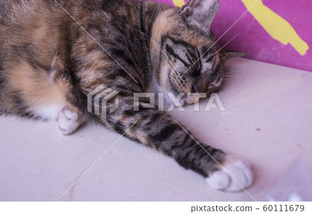 猴硐貓村 猴硐貓村 60111679