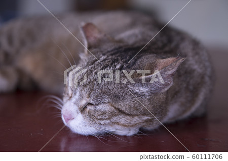 猴硐貓村 猴硐貓村 60111706