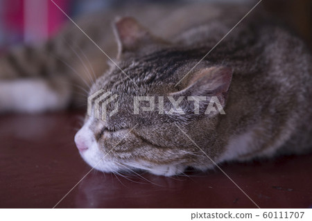 猴硐貓村 猴硐貓村 60111707