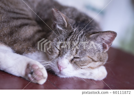 猴硐貓村 猴硐貓村 60111872