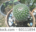 Cactus 60111894